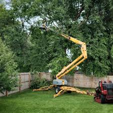 Best Palm Tree Trimming  in Meridian Hills, IN